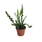 Epiphyllum Anguliger (Atlas Çiçeği)