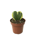 Hoya Kerrii 'Variegata' (Mum Çiçeği)