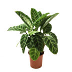 Calathea Zebrina (Dua Çiçeği)