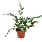 Phlebodium Aureum 'Blue Star' (Mavi Yıldız Eğreltiotu)