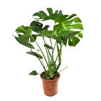 Monstera Deliciosa (Deve Tabanı)