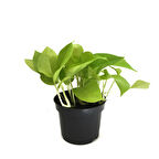 Epipremnum Aureum 'Neon' (Salon Sarmaşığı)