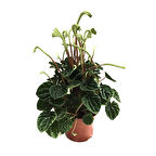 Peperomia Caperata 'Emerald Ripple'