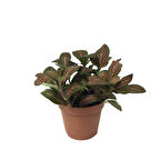 Fittonia - Kırmızı (Fitonya Çiçeği)