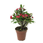 Euphorbia Milii 'Pink' (Dikenler Tacı Çiçeği)