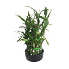 Lucky Bamboo (Şans Bambusu)