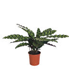 Calathea Lancifolia (Dua Çiçeği)