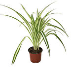 Chlorophytum Comosum (Kurdele Çiçeği)