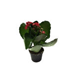 Kalanchoe Calandiva 'Red' (Kalanşo Çiçeği)