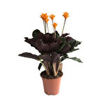 Calathea Crocata (Dua Çiçeği)