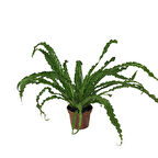 Asplenium Antiquum 'Osaka' (Eğrelti Otu)