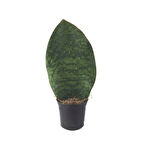 Sansevieria Masoniana 'Congo' (Paşa Kılıcı)