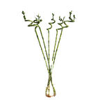 Lucky Bamboo (Şans Bambusu) (5 Adet)