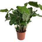 Calathea Musaica ‘Network’ (Dua Çiçeği)