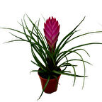 Tillandsia Cyanea (Hava Bitkisi)