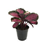 Calathea Picturata 'Crimson' (Dua Çiçeği)