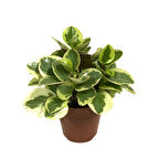 Peperomia Obtipan 'Bicolor'