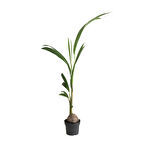 Cocos Nucifera (Hindistan Cevizi Palmiyesi)