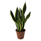 Sansevieria Trifasciata (Paşa Kılıcı)