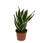 Sansevieria 'Yellow Stripe' (Paşa Kılıcı)