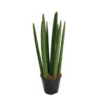Sansevieria Cylindrica (Paşa Kılıcı)