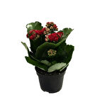 Kalanchoe Calandiva 'Red' (Kalanşo Çiçeği)