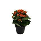 Kalanchoe Calandiva 'Orange' (Kalanşo Çiçeği)