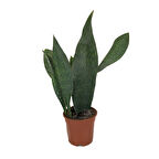 Sansevieria Masoniana 'Congo' (Paşa Kılıcı)