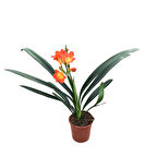 Clivia Miniata (Klivya Çiçeği)