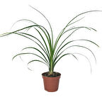 Beaucarnea Recurvata (Nolina Fil Ayağı Bitkisi)