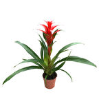 Guzmania Lingulata 'Red' (Guzmanya)