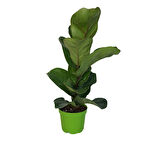 Ficus Lyrata 'Bambino' (Kauçuk Çiçeği)