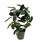 Stephanotis Floribunda (Madagaskar Yasemini)