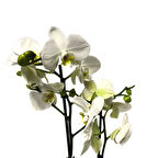 Phalaenopsis 'Leeds' (Beyaz Orkide)