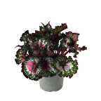 Begonia Rex 'Alaska Creek' (Begonya Çiçeği)