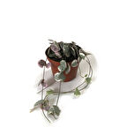 Ceropegia Woodii 'Variegata' (Kalp Kalbe Karşı Çiçeği)