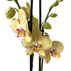 Phalaenopsis 'Torino' (Sarı Orkide)