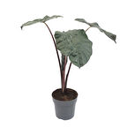 Alocasia Sarawakensis 'Yucatan Princess' (Fil Kulağı)