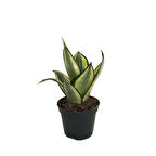 Sansevieria ‘Golden Hahnii’ (Paşa Kılıcı)