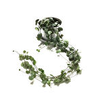 Ceropegia Woodii (Kalp Kalbe Karşı Çiçeği)