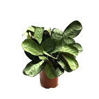 Ctenanthe Amagris (Dua Çiçeği)