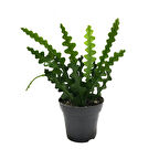 Epiphyllum Anguliger (Atlas Çiçeği)