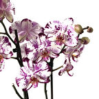 Phalaenopsis 'Ismaeli' (Mor Beyaz Orkide)