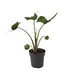 Alocasia Macrorrhiza 'Stingray' (Fil Kulağı)