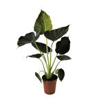 Alocasia 'Regal Shield' (Fil Kulağı)