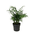 Chamaedorea Elegans (Dağ Palmiyesi)