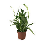 Spathiphyllum Wallisii (Barış Çiçeği)