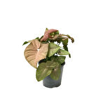 Syngonium Podophyllum 'Pink' (Melek Kanadı Çiçeği)