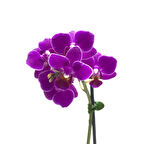 Phalaenopsis 'Paars' (Mor Orkide)