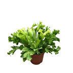 Asplenium Crissie (Eğrelti Otu)